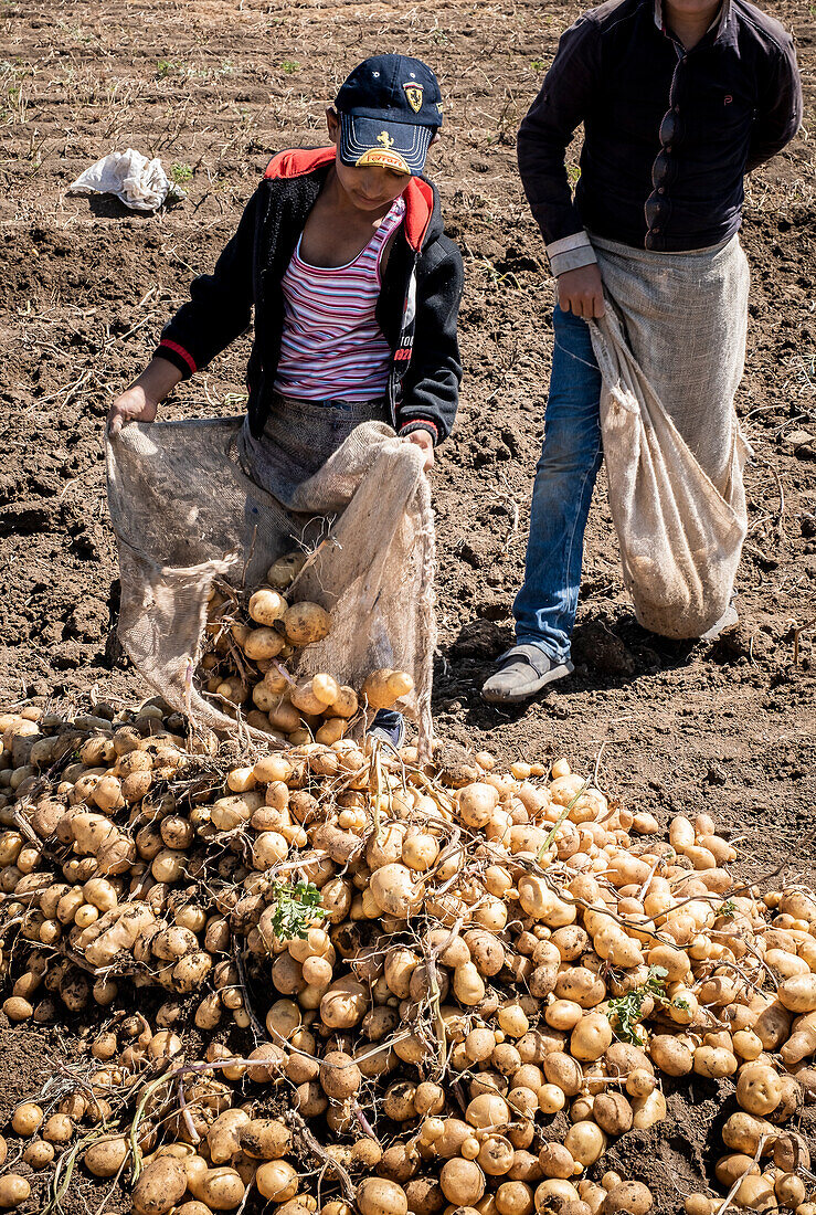 Minors picking the potato harvest, day laborers, child labour, syrian refugees, in Bar Elias, Bekaa Valley, Lebanon
