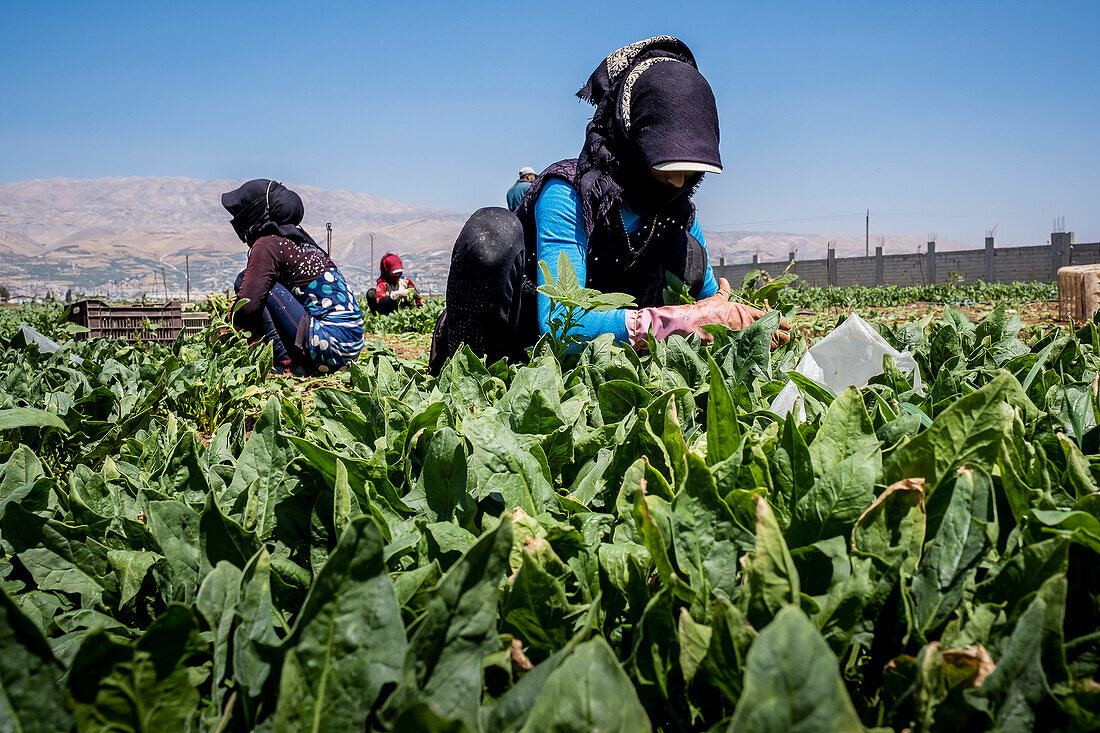 Women working, picking chards harvest, day laborers, syrian refugees, in Bar Elias, Bekaa Valley, Lebanon