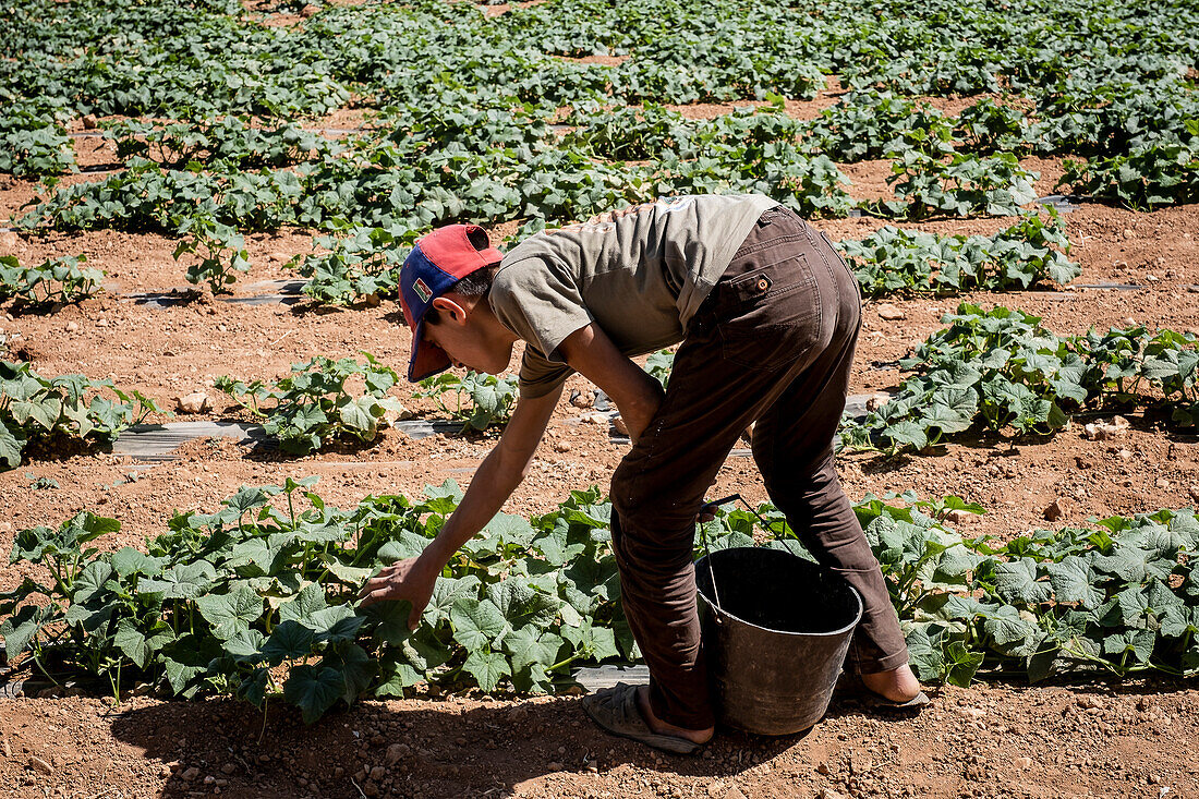 Ibrahim 15 years old, picking zucchinis harvest, day laborer, child labour, syrian refugee, Arsal, Bekaa Valley, Lebanon