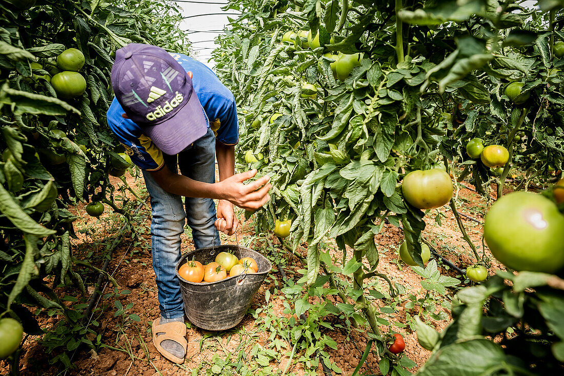 Khaled 13 years old, picking tomatoes harvest, day laborer, child labour, syrian refugee, Arsal, Bekaa Valley, Lebanon
