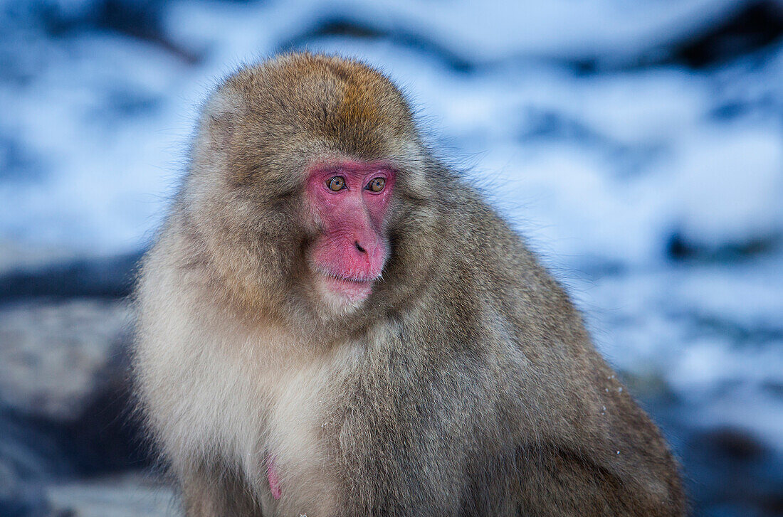 Affe in einem natürlichen Onsen (heiße Quelle) im Jigokudani Affenpark, Präfektur Nagono, Japan.