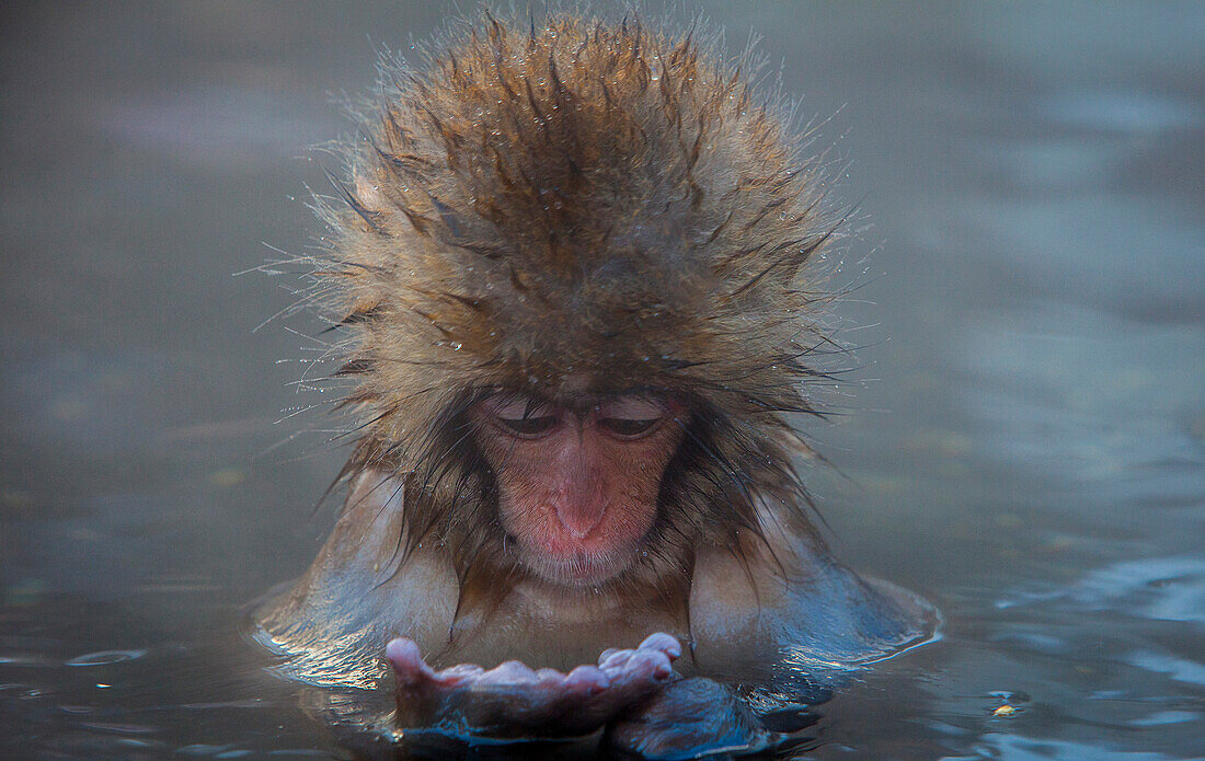 Affe in einem natürlichen Onsen (heiße Quelle), im Jigokudani Monkey Park, Präfektur Nagono, Japan.
