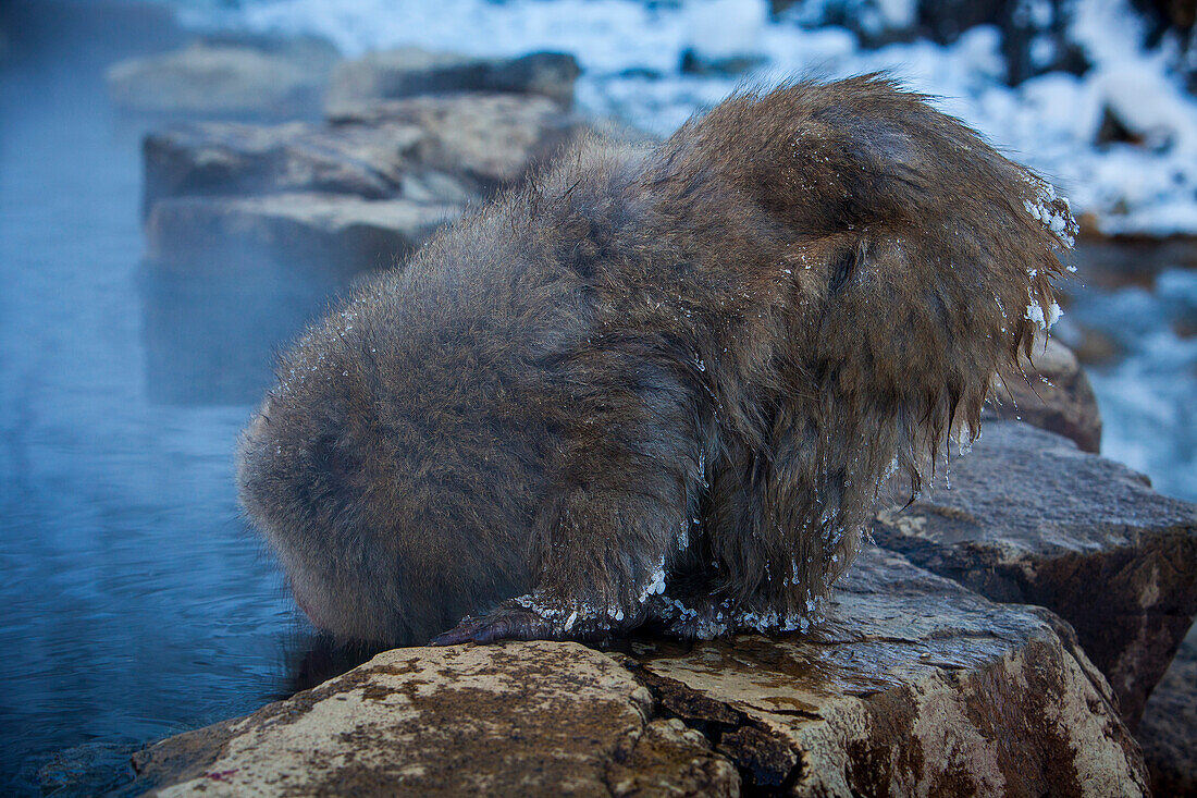 Affe in einem natürlichen Onsen (heiße Quelle) im Jigokudani Affenpark, Präfektur Nagono, Japan.