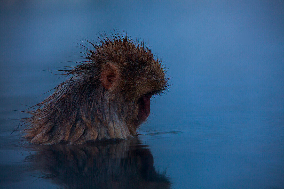 Affe in einem natürlichen Onsen (heiße Quelle), im Jigokudani Monkey Park, Präfektur Nagono, Japan.