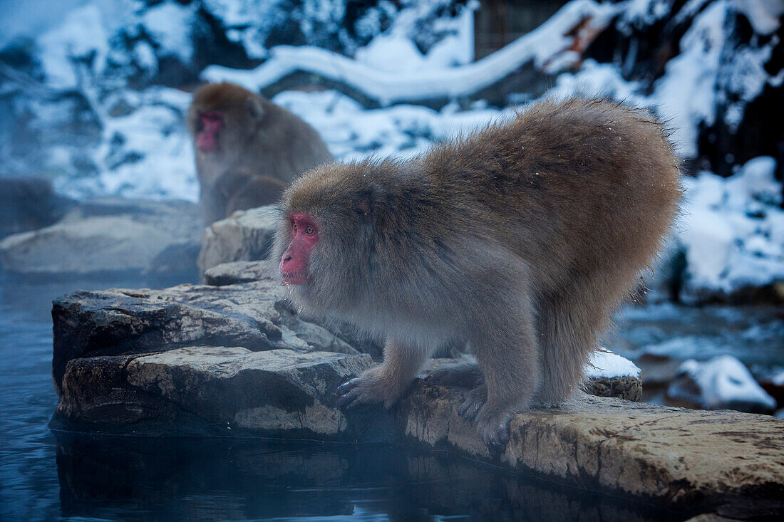 Affen in einem natürlichen Onsen (heiße Quelle), im Jigokudani Monkey Park, Präfektur Nagono, Japan.