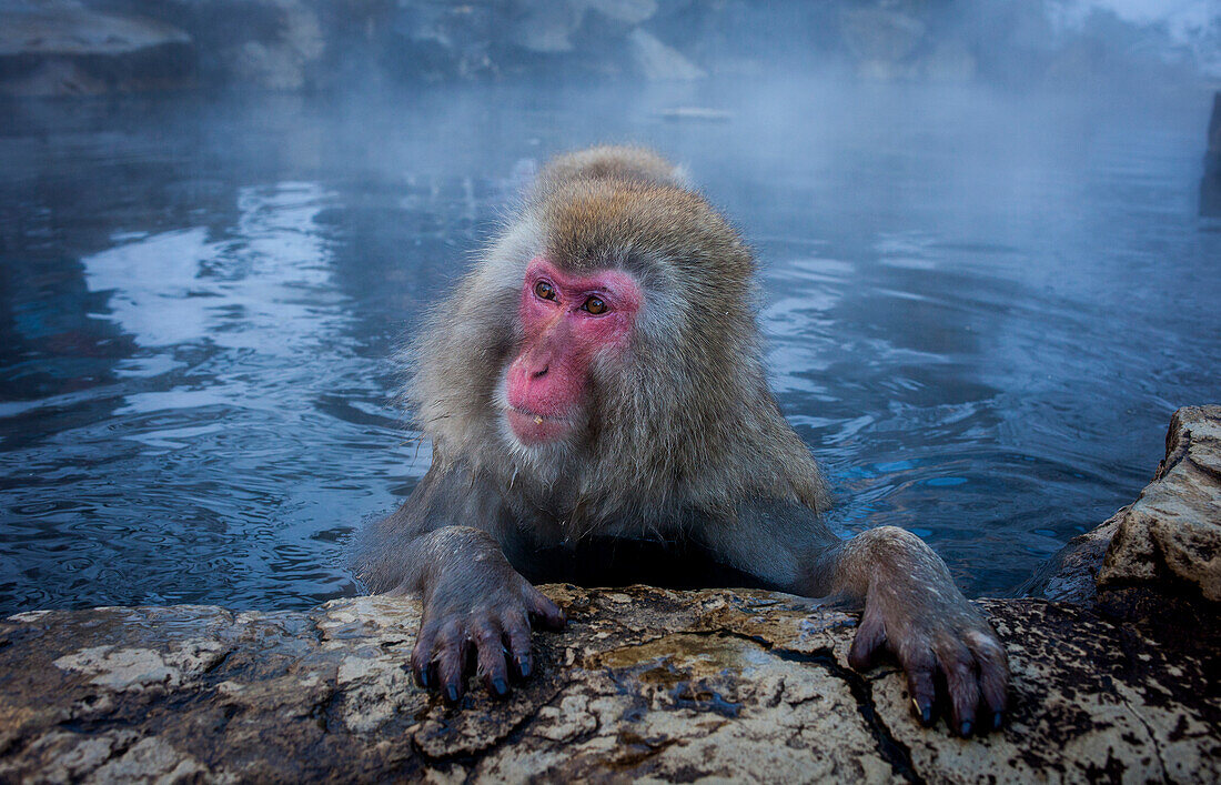 Monkey in a natural onsen (hot spring), located in Jigokudani Monkey Park, Nagono prefecture,Japan.