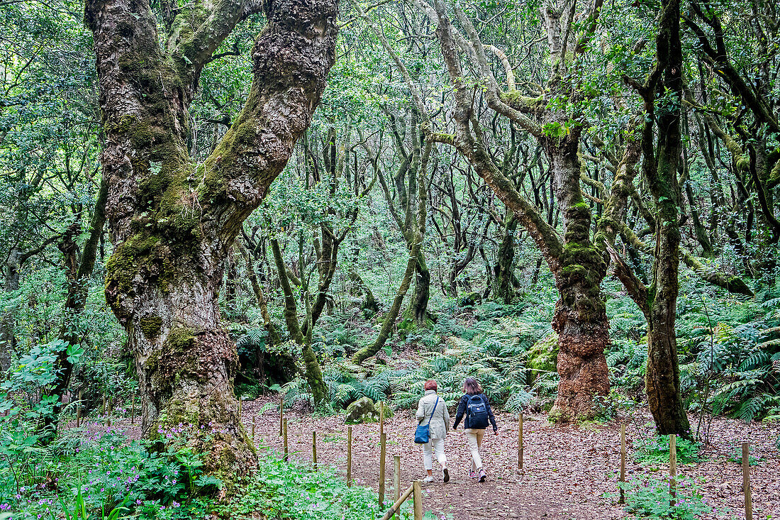 Levada do rei, Madeira, Portugal