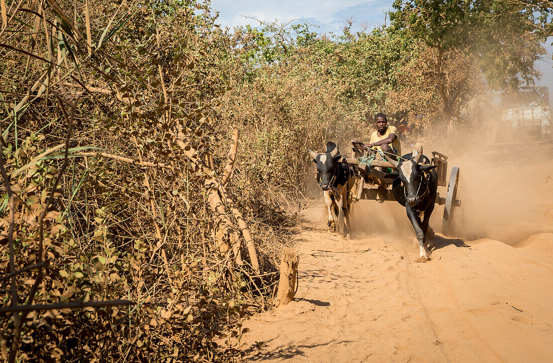 Scene near Morondava, Madagascar, Africa