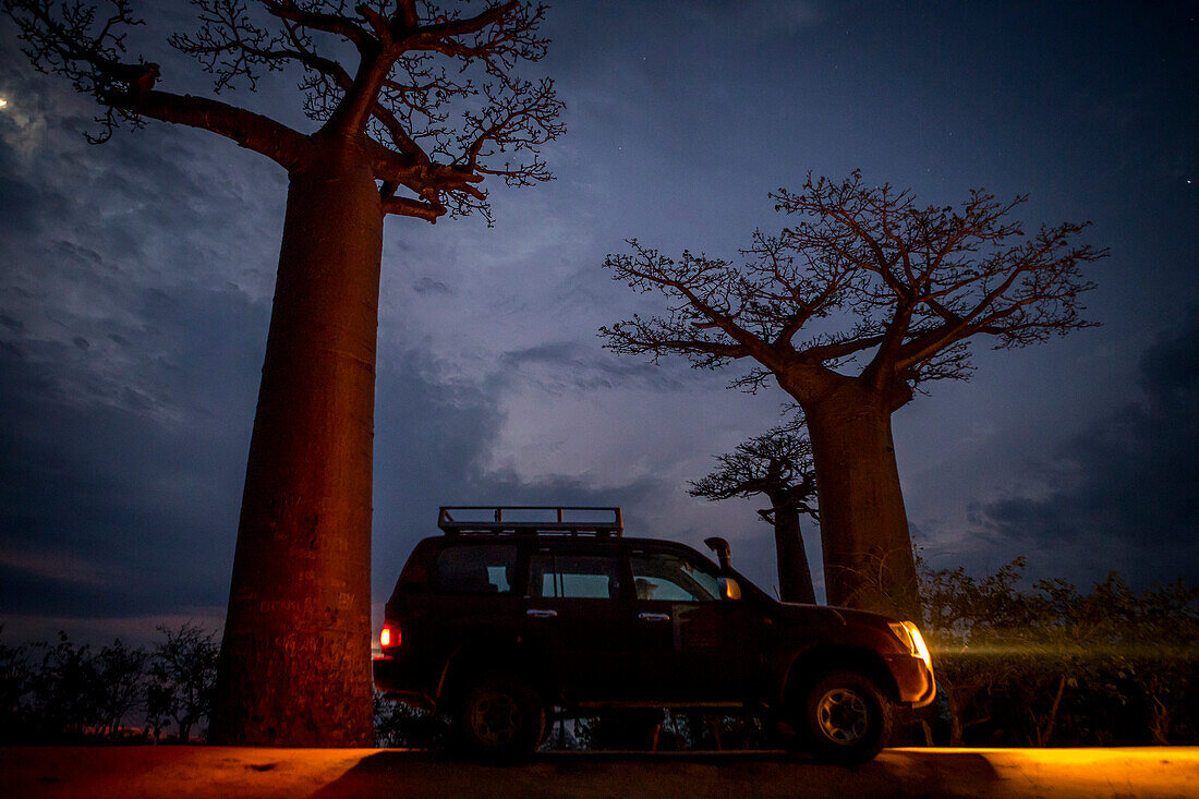 Die Allee der Affenbrotbäume, eine Gruppe von Affenbrotbäumen entlang der Straße zwischen Morondava und Belon'i Tsiribihina, Madagaskar