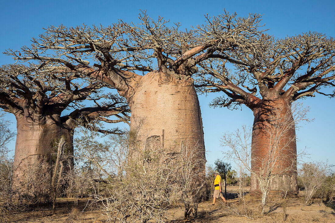 Baobabs near Andavadoaka, western Madagascar
