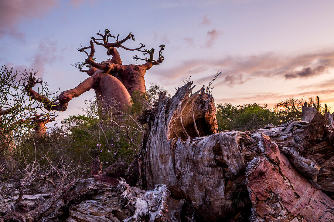 Baobabs near Andavadoaka, western Madagascar