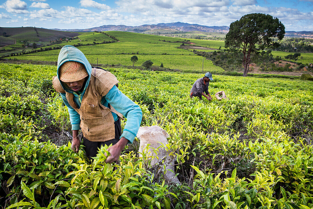 Tea harvest in Sahambavy, near Fianarantsoa city, Madagascar