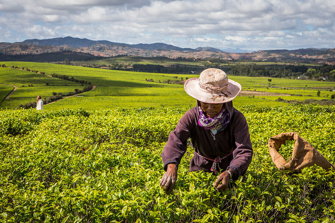 Teeernte in Sahambavy, in der Nähe von Fianarantsoa Stadt, Madagaskar