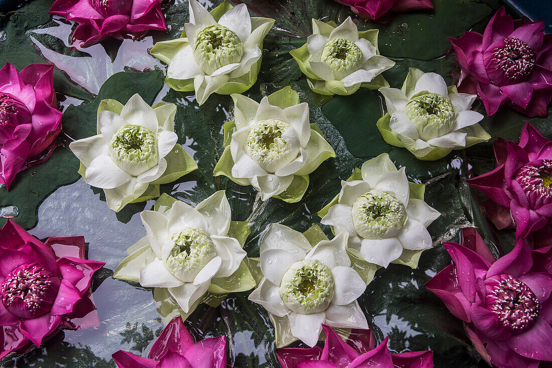 Lotus flowers at the Jim Thompson House and museum, Bangkok, Thailand