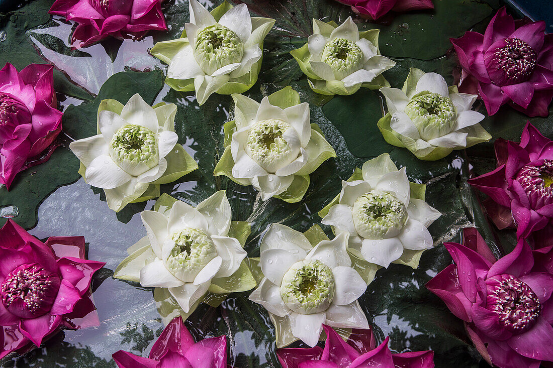 Lotusblumen am Jim-Thompson-Haus und -Museum, Bangkok, Thailand