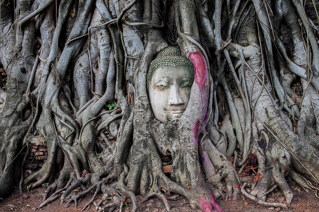 Buddha head in banyan tree roots at Wat Mahathat temple, in Ayutthaya, Thailand