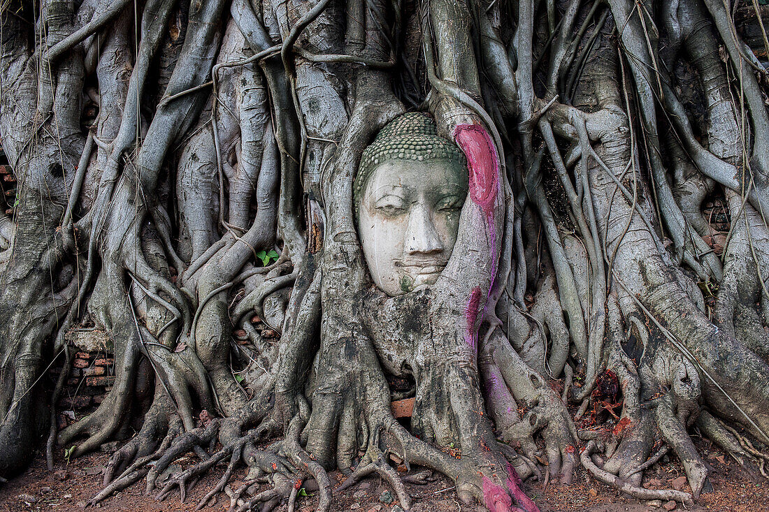 Buddhakopf in den Wurzeln eines Banyanbaums im Wat Mahathat-Tempel in Ayutthaya, Thailand