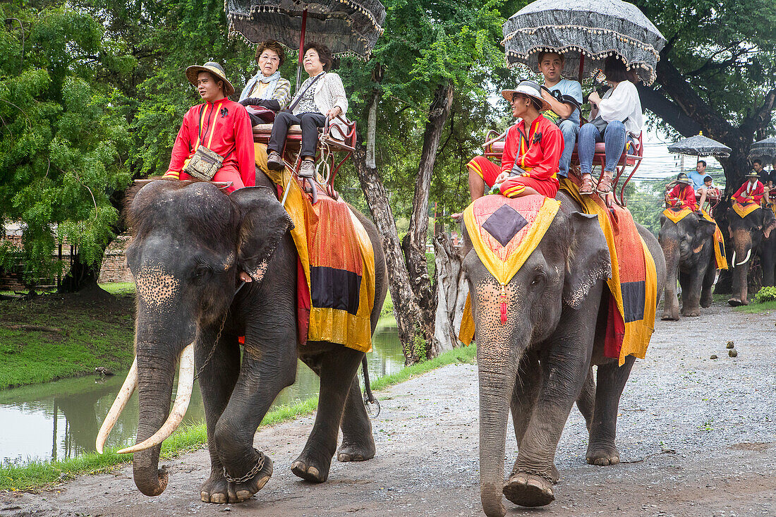 Elefantenritt, Ayuthaya, Thailand