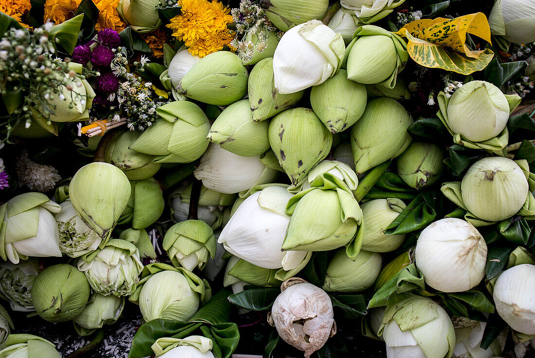 White lotus flowers offerings, in Wat Suan Dok, Chiang Mai, Thailand