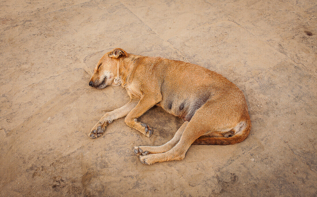 Hund schlafend, in Assi ghat, Fluss Ganges, Varanasi, Uttar Pradesh, Indien.
