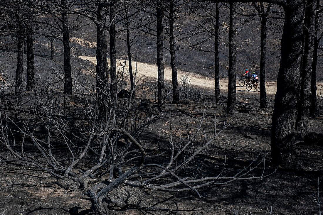 Consequences of a forest fire in Navalacruz or Navalcruz forest, Navalacruz or Navalcruz, Avila, spain