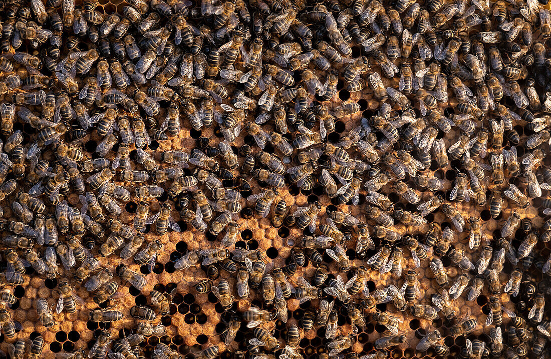 beekeeping , apiculture, Carmona, Andalucia, Spain