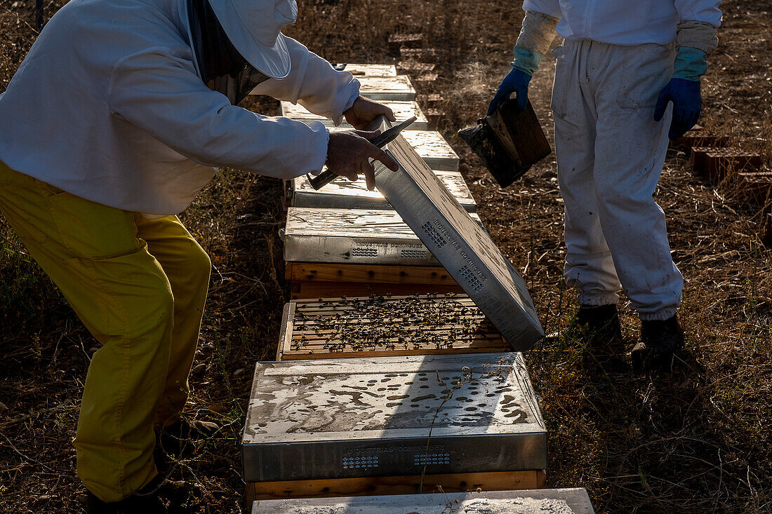 Bienenzucht , Imkerei, Carmona, Andalusien, Spanien