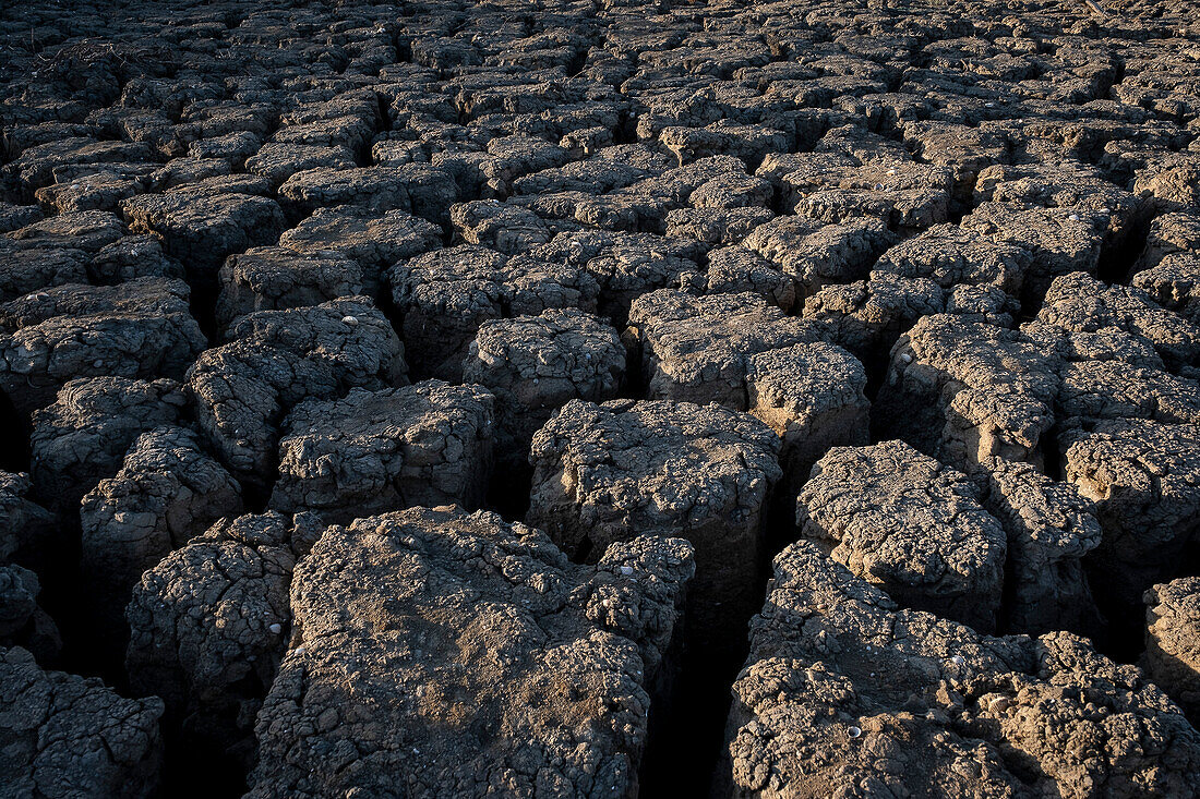 Dry land near Coria del Río, drought in the Guadalquivir basin, Sevilla Province, Andalucia, Spain