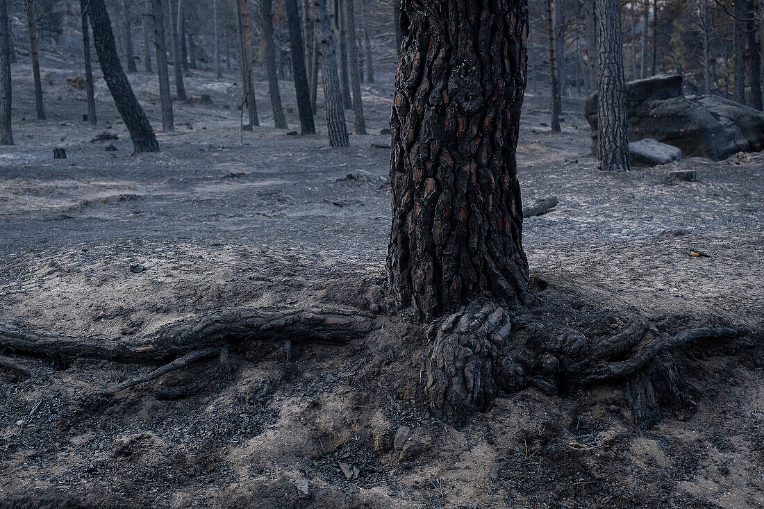 Consequences of a forest fire in Navalacruz or Navalcruz forest, Navalacruz or Navalcruz, Avila, spain