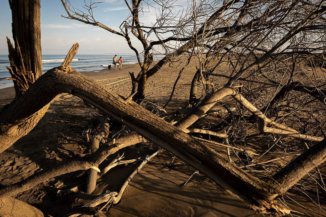 Tree destroyed by the storm of Gloria, in Fangar beach, Sant Carles de la Rapita, Ebro Delta, Natural Park, Tarragona, Spain