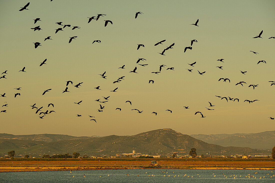 Braunsichler, Plegadis falcinellus, fliegt über ein abgeerntetes Reisfeld, Ebro-Delta, Naturpark, Tarragona, Spanien