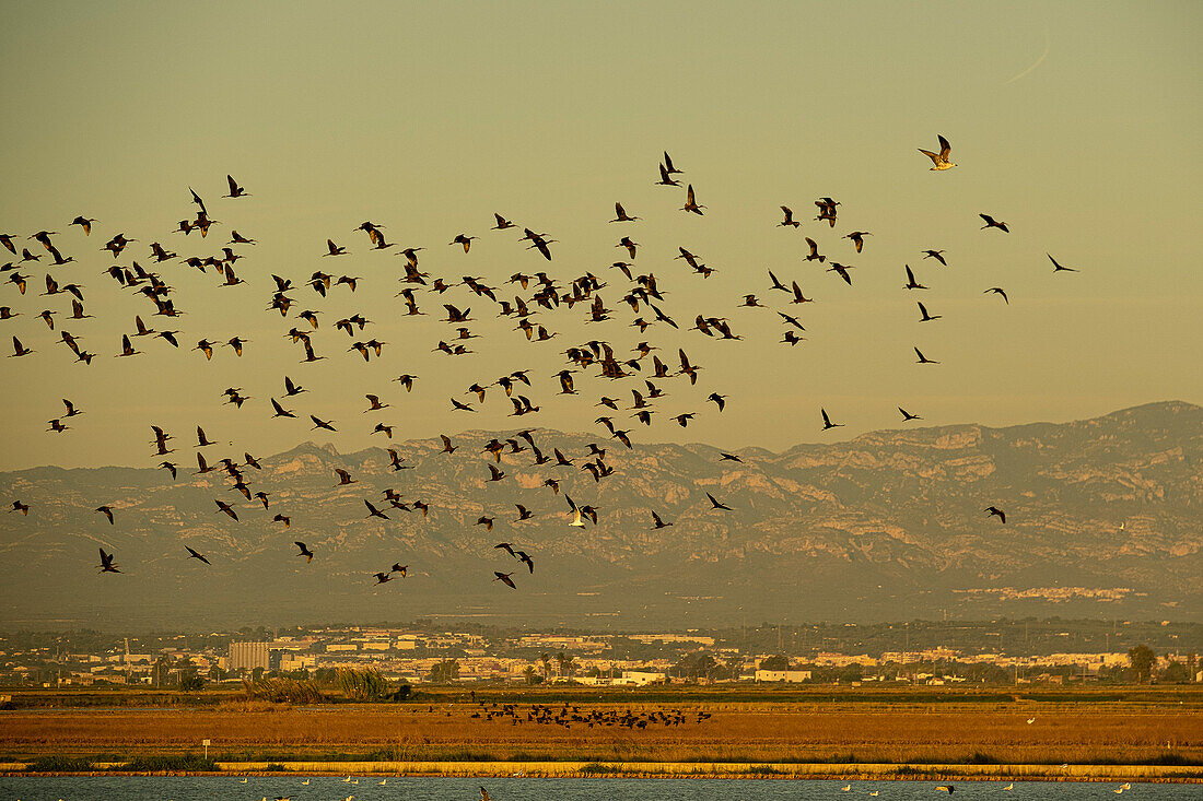 Glossy Ibis, Plegadis falcinellus, Ebro Delta, Natural Park, Tarragona, Spain