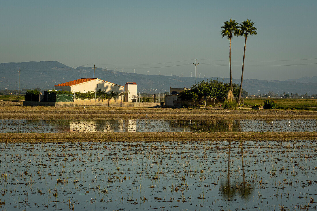 Reisfeld nach der Ernte, Ebro-Delta, Naturpark, Tarragona, Spanien