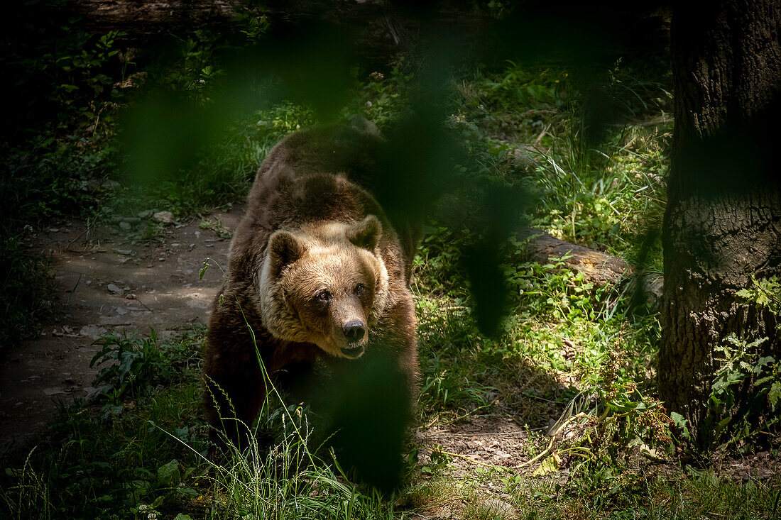 Bär im Somiedo-Park, Somiedo, Somiedo-Naturpark, Asturien, Spanien