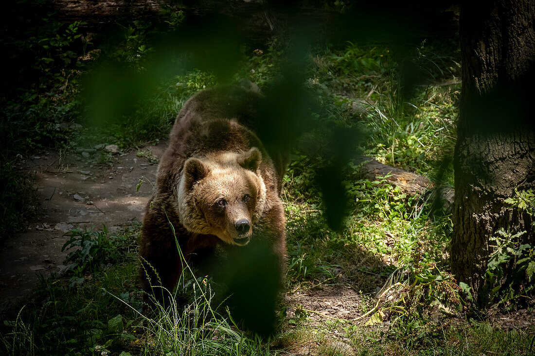 Bear in Somiedo Park, Somiedo, Somiedo-Natural Park, Asturias, Spain