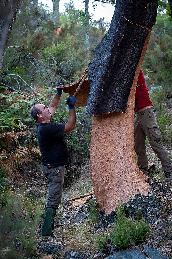 Cork collecting Natural Park Los Alcornocales Cortes de la Frontera Andalusia Malaga Spain