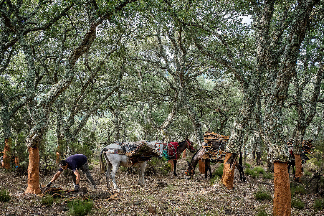 Cork collecting Natural Park Los Alcornocales Cortes de la Frontera Andalusia Malaga Spain