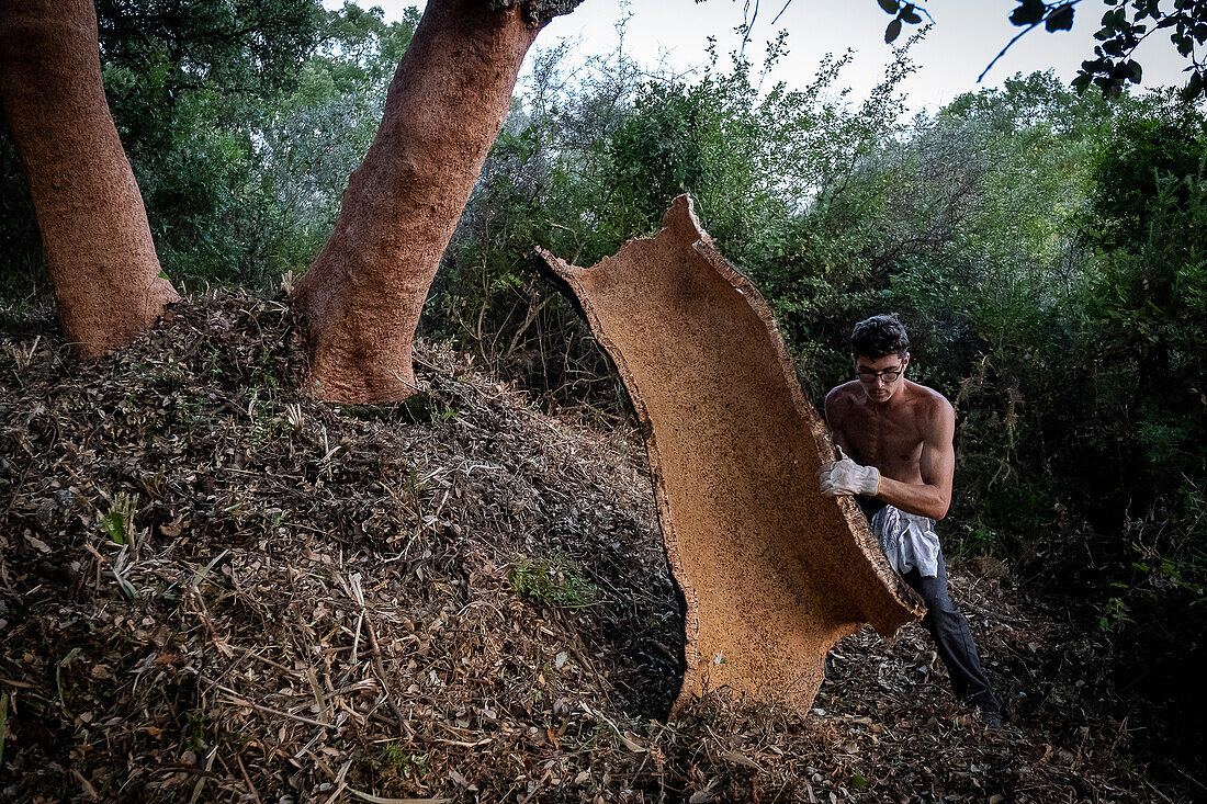 Cork collecting Natural Park Los Alcornocales Cortes de la Frontera Andalusia Malaga Spain