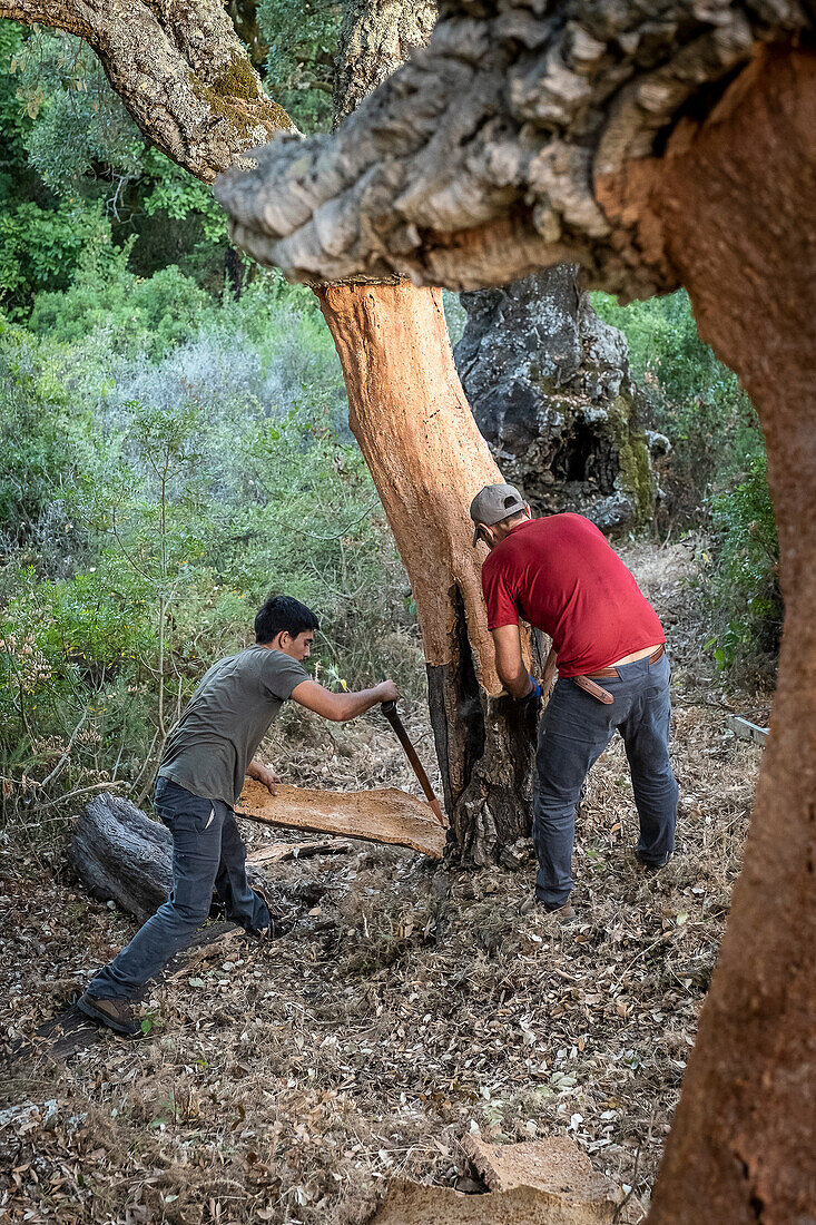 Cork collecting Natural Park Los Alcornocales Cortes de la Frontera Andalusia Malaga Spain