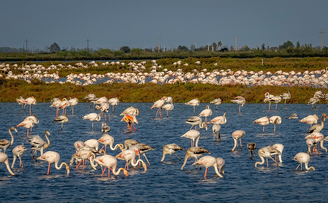 Flamingos (Phoenicopterus ruber) in La Tancada lagoon, Natural Park of Delta de l'Ebre, Tarragona, SpainEbro Delta, Natural Park, Tarragona, Spain