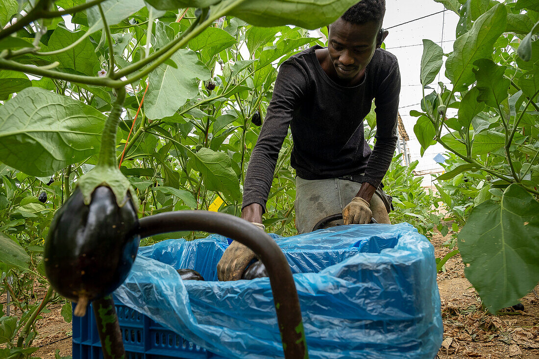 Worker, eggplant plantation. Greenhouse in area called sea of plastics, El Ejido, Almería, Andalusia, Spain