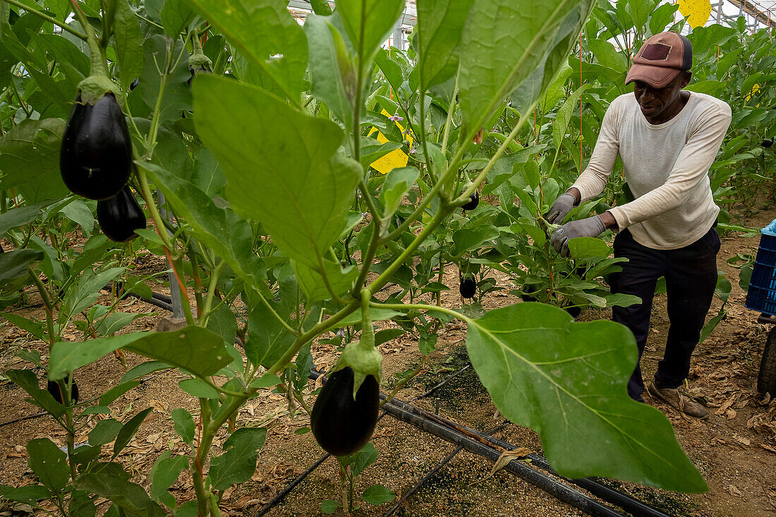 Worker, eggplant plantation. Greenhouse in area called sea of plastics, El Ejido, Almería, Andalusia, Spain