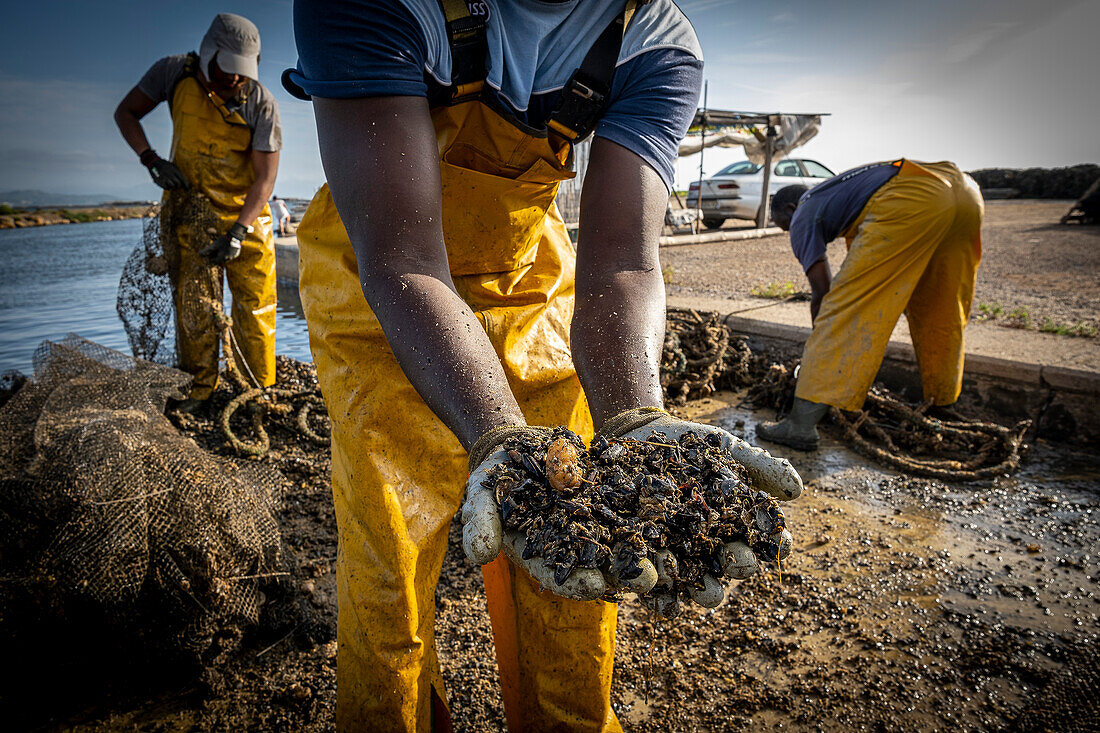 Worker shows mussels dead due to heat wave. In Fangar Bay mussels and oysters are farmed. Ebro Delta Nature Reserve, Tarragona, Catalonia, Spain.