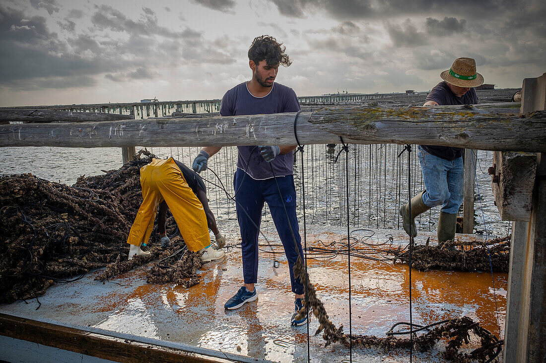 Männer arbeiten in der Muschelzucht. In der Bucht von Fangar. Naturreservat Ebro-Delta, Tarragona, Katalonien, Spanien.