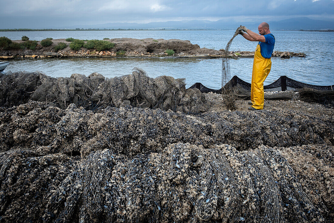 Men collecting mussels. In Fangar Bay mussels and oysters are farmed. Ebro Delta Nature Reserve, Tarragona, Catalonia, Spain.