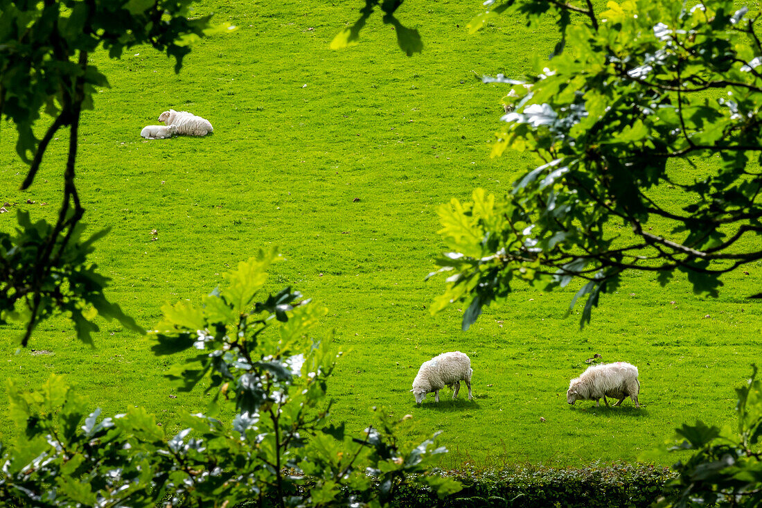 Sheeps at sorroundings of Castell y Bere castle, Dysynni Valley, Gwynedd, Wales