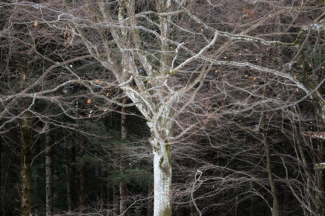 A tree in the Bagni di Masino forest, Bagni di Masino, Sondrio, Lombardy, Italy, Southern Europe