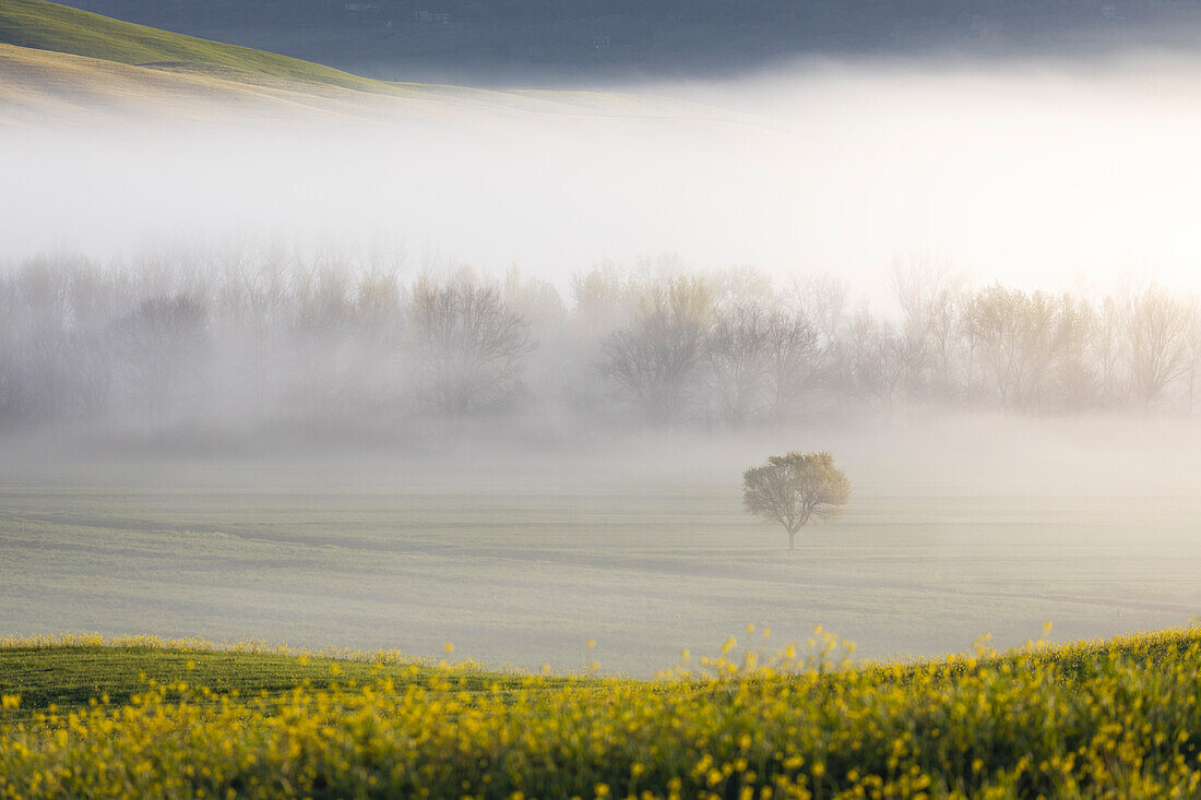 Feldfrüchte und Bäume im Frühling, San Quirico d'Orcia, Siena, Toskana, Italien, Südeuropa