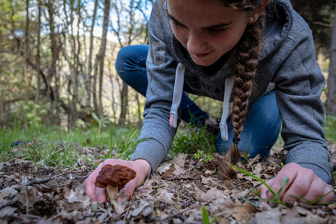 Woman collecting wild mushrooms, Murga de Prat, Gyromitra, in Alt Pirineu Natural Park, Lleida, Catalonia, Spain