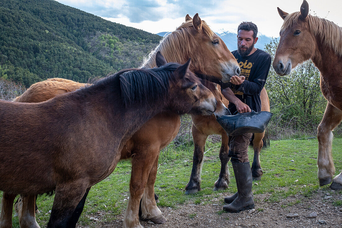 Miquel at work. Daily life, in a traditional farm on the mountains, Roni village, Alt Pirineu Natural Park, Lleida, Catalonia, Spain